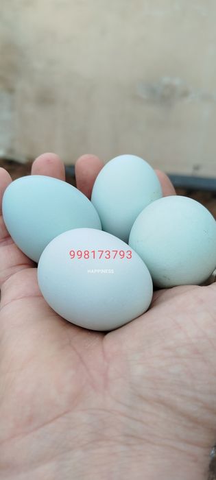 Қора ухеюл тухумлари сотилади