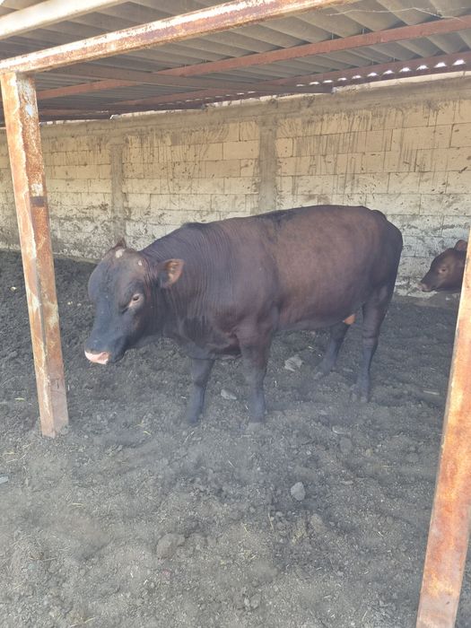 Tauri angus pentru reproducere