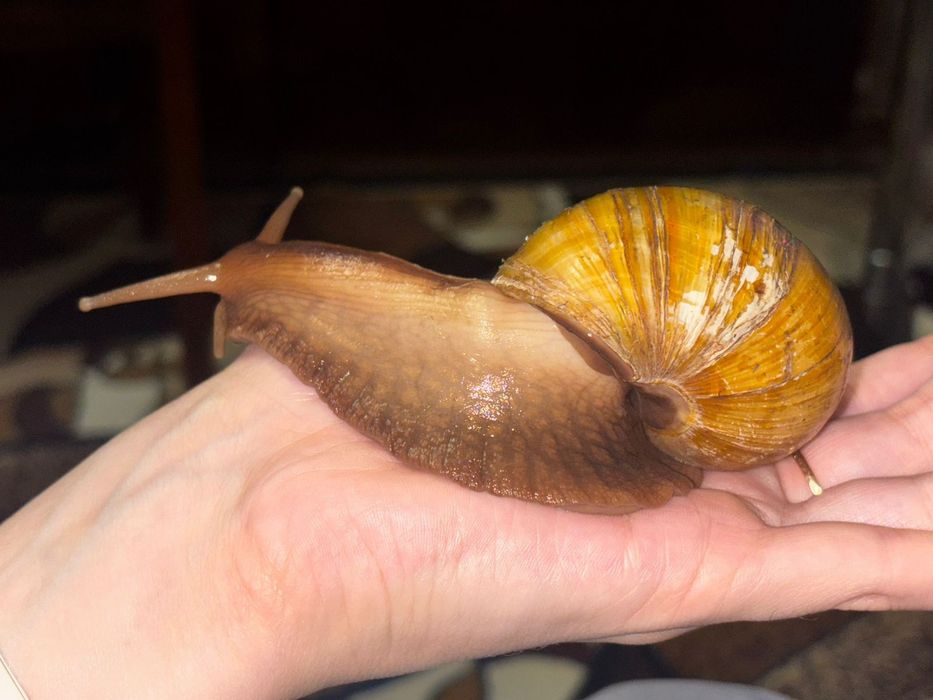 Отдам улиток в добрые руки