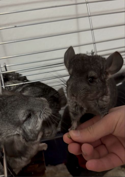 Vând chinchilla lanigera