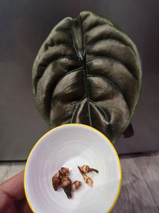 Продам не дорого