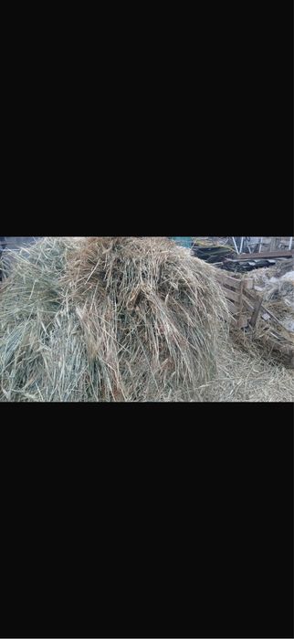 De vanzare baloti de grau