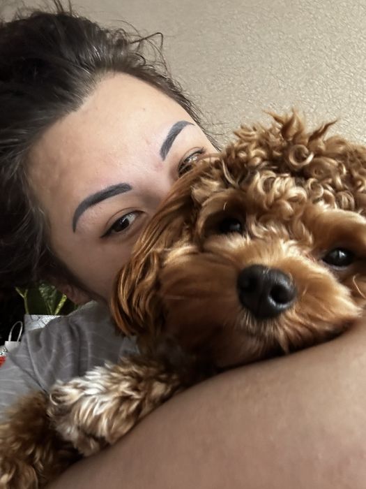 Кабель мальтипу ищет сучку для вязки