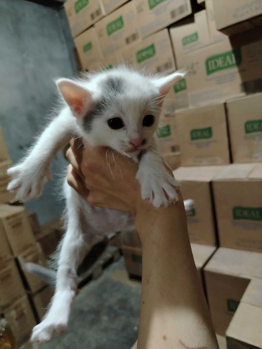 Красивые Котята 1 месяц