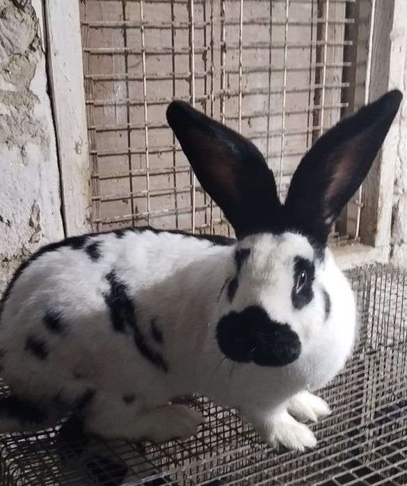 Продается кролик