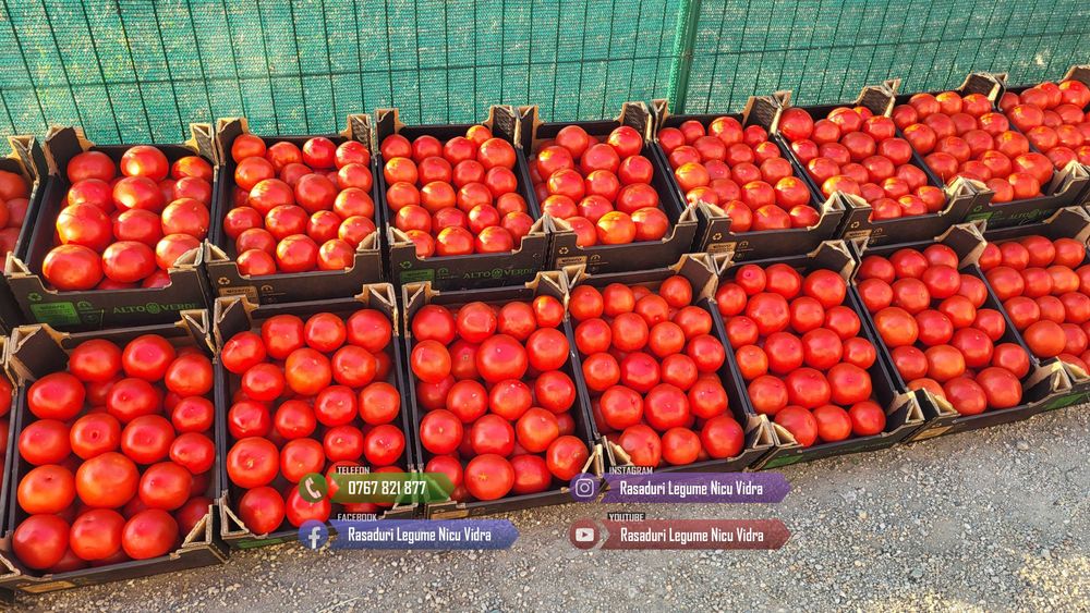 Rasad | Rasaduri Rosii Prekos Kalina Reyana Rila Bendida Kiveli