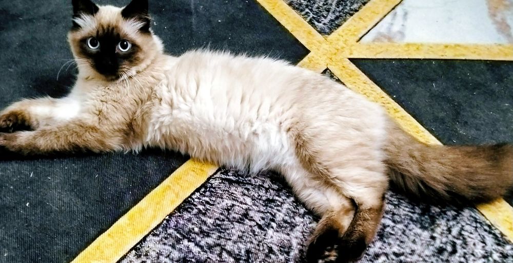 Отдам в добрые руки