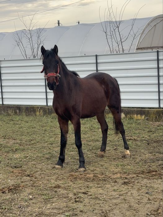 Vând mânza de 2 ani