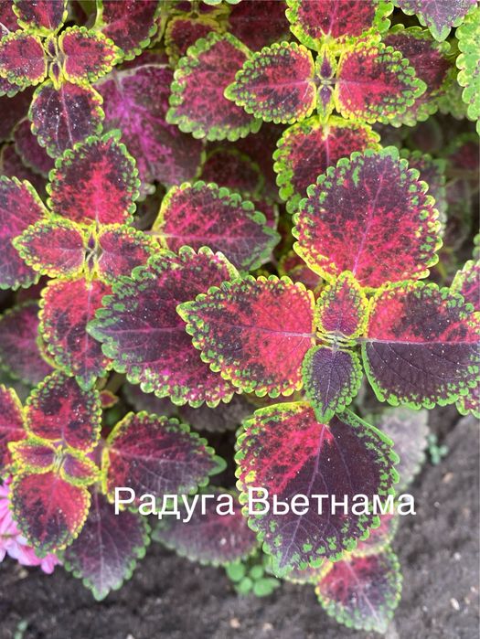 Укорененные черенки сортовых колеусов