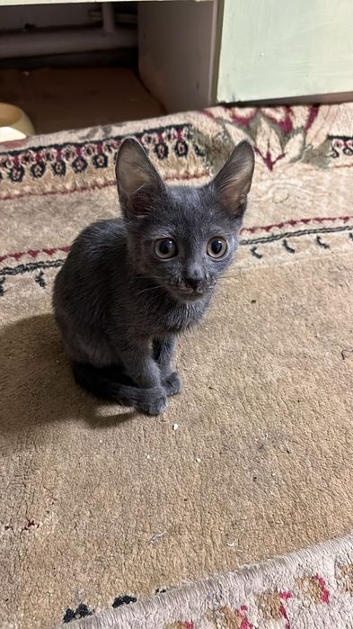 Тегін мысық просто керек емес