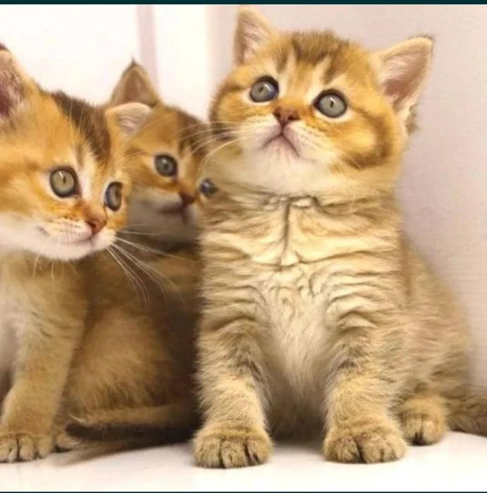 Британские коТята