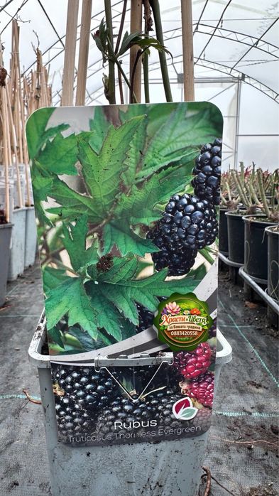 Къпина без бодли