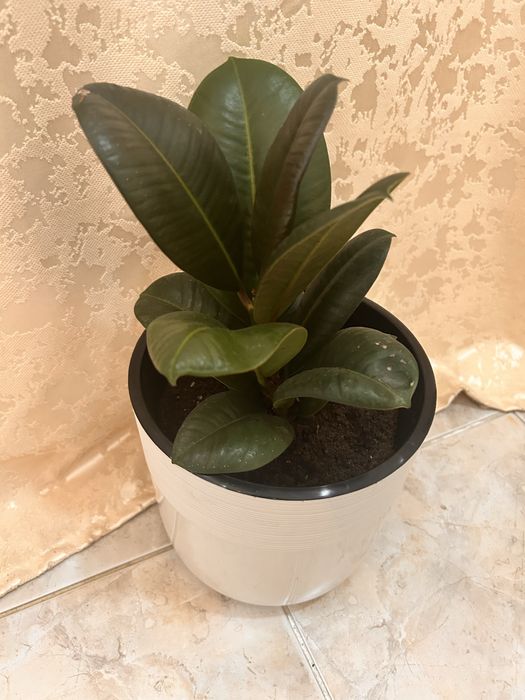 Продам комнатные растения