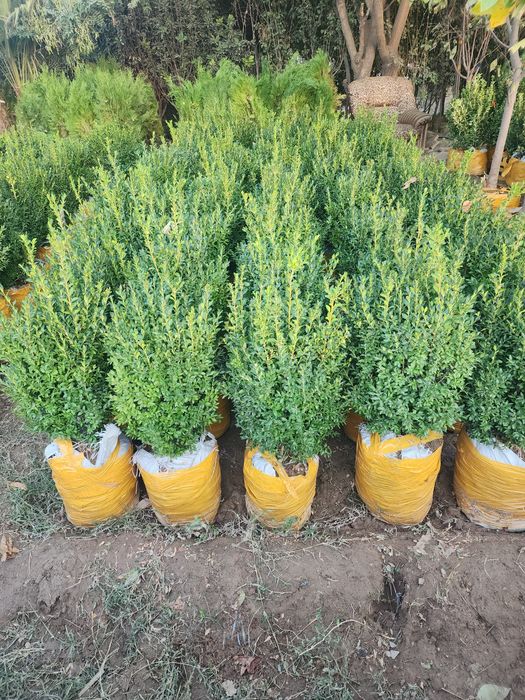 Xar xil turdagi kuchatlar bor boshlangʻich narx 70 mingdan