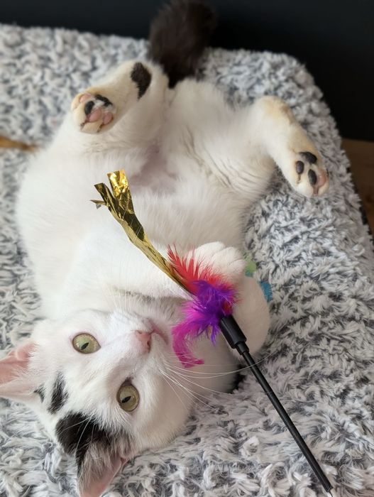 Muna cauta domiciliu permanent - Adoptie