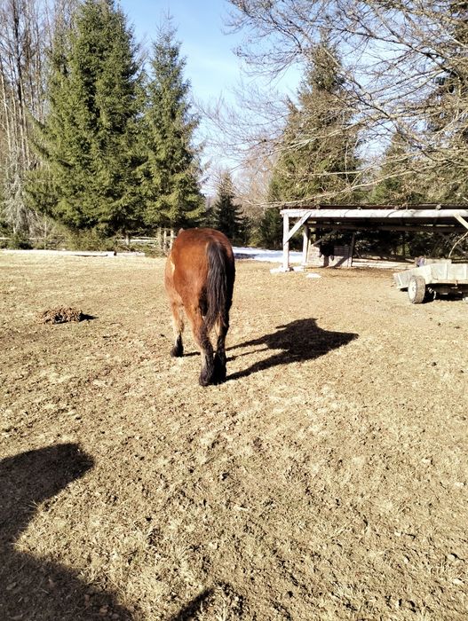 Vând mânz semigreu de 10 luni