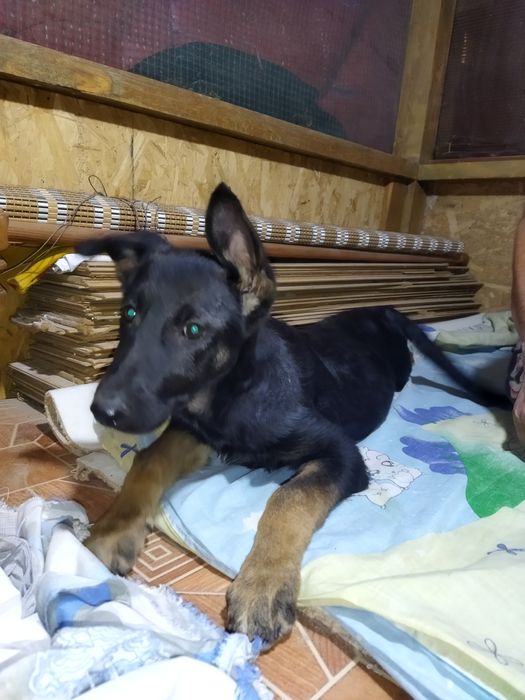 Шустрая ,активная девочка ищет семьют