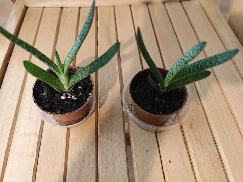 2 plante Gasteria