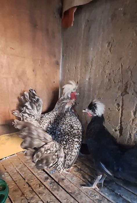 Голандские белохохлые куры