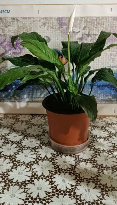 Продам цветы: Женское счастье