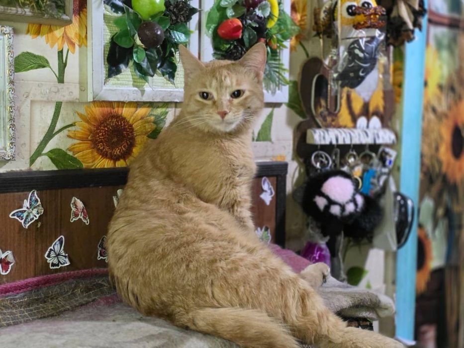 отдам кошку в добрые руки