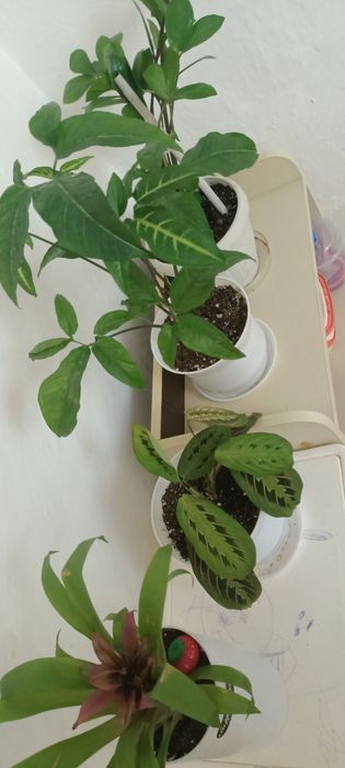 Продам домашних цветов