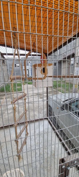 Кафас qafas 6 хонали