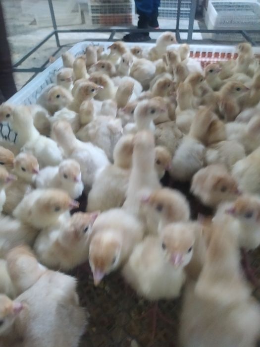 Big 6 kurka joʻjasiga zakaz olamiz soni cheklanmagan miqdorda