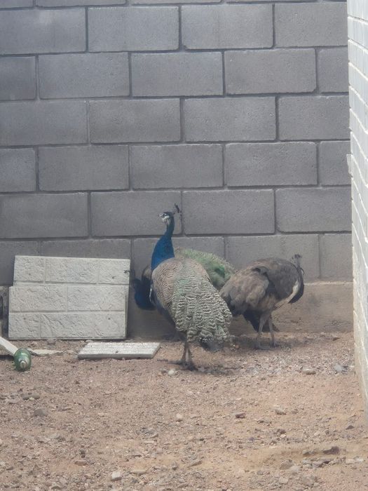 Продаю павлинов индийские 2 самец, 1самка