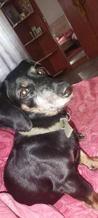 Пропала собака такса