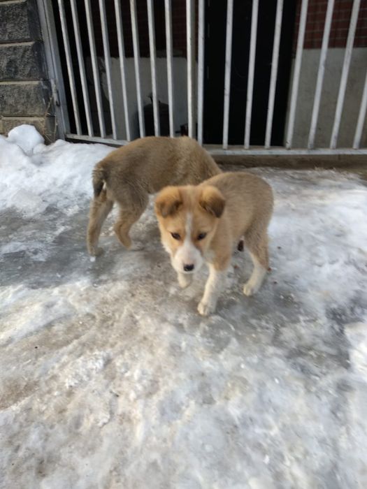 Мальчик и девочка сторожа