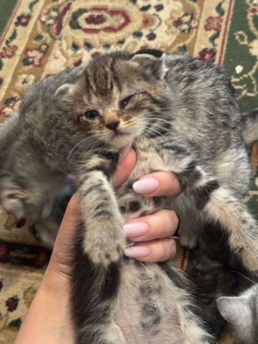 Котята срочно бесплатно