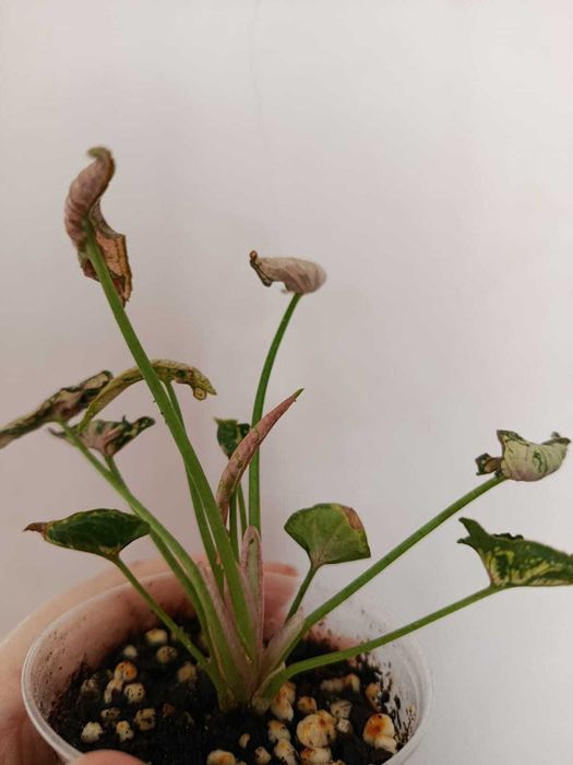 Сингониум Пинк Годзилла