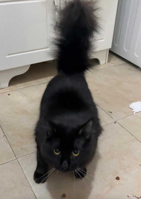 Отдам в добрые руки черного кота
