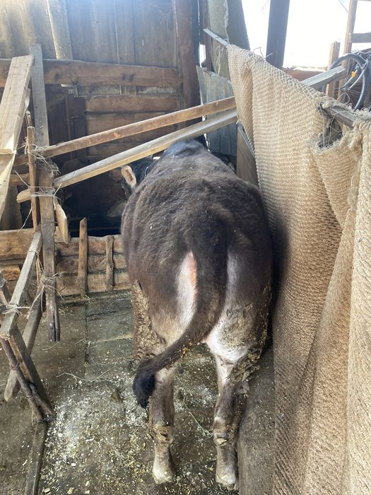 Продам телку с откорма