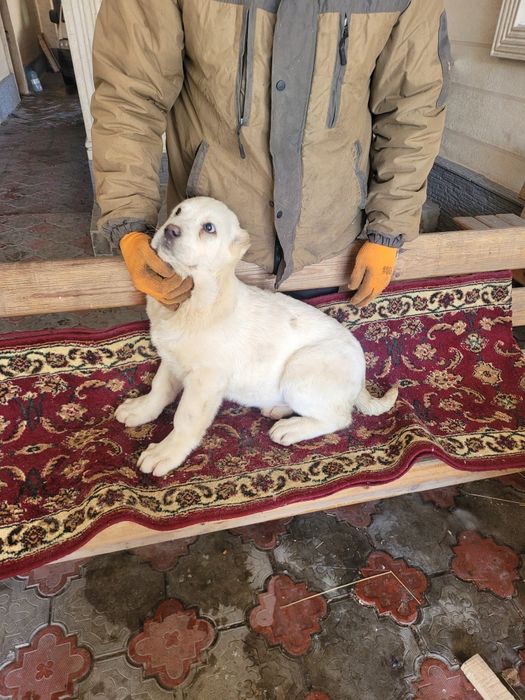 Продам щенков алабая