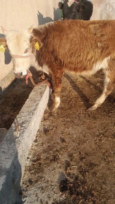 Navos sotladi soglom