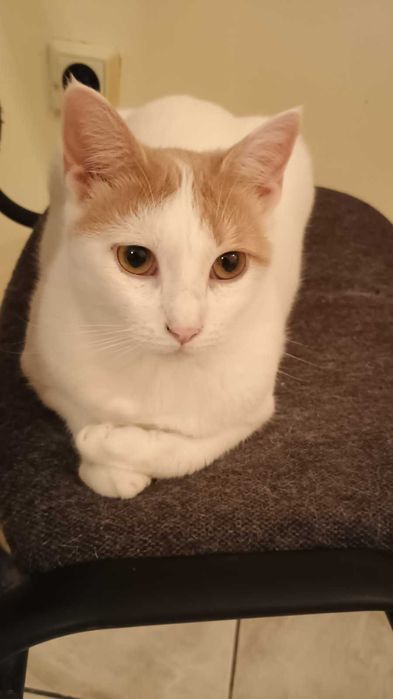 Борянка търси дом и осиновител!