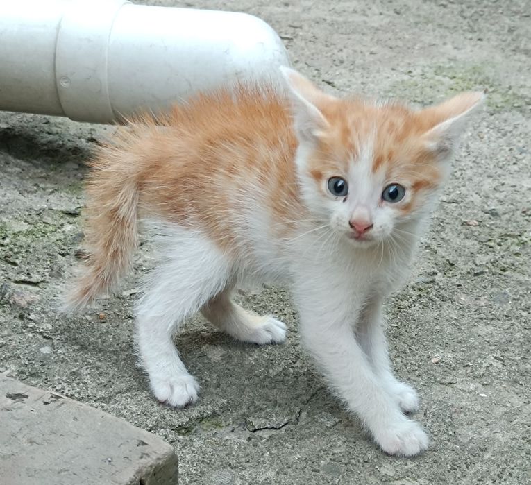 Котятки в добрые руки