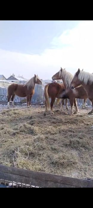 Продам тяжных жерёбых кобыл