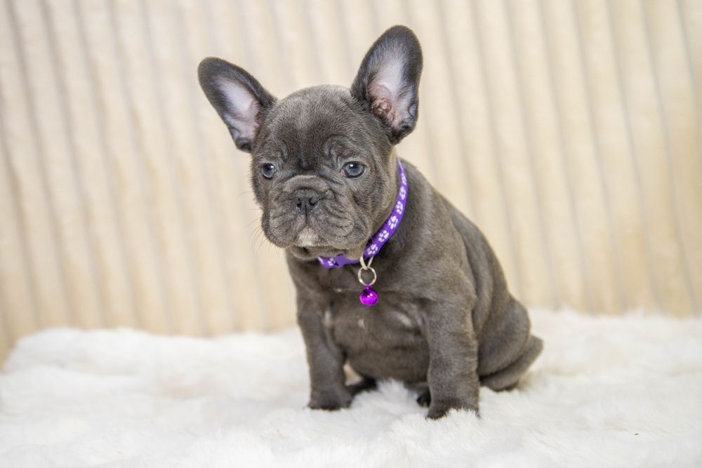bulldog francez blue