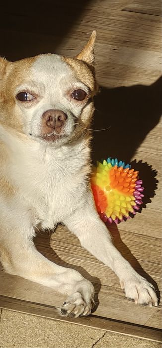 Подарявам мъжко куче