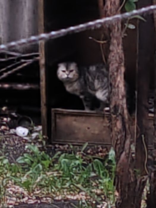 Найден кот или кошка