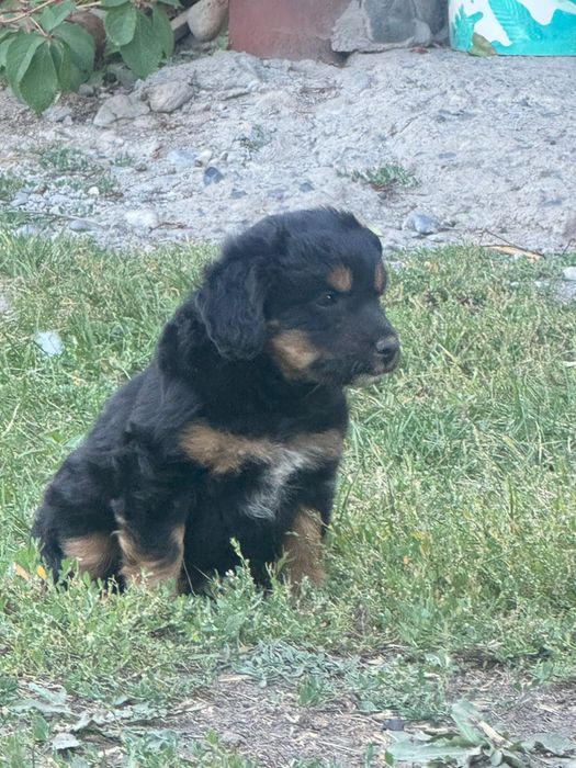 Продам щенков охотничья порода!