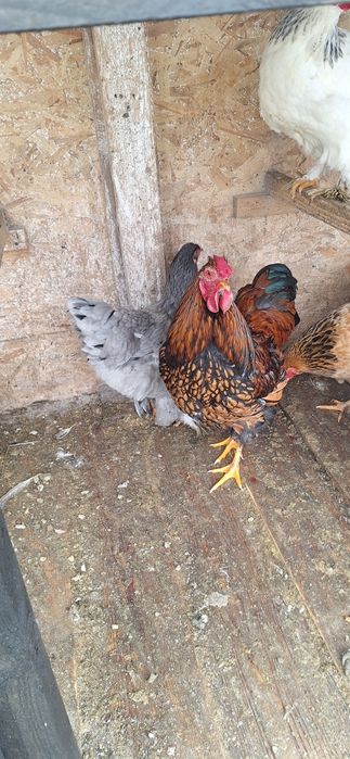 Cocoș Wyandotte Gsg