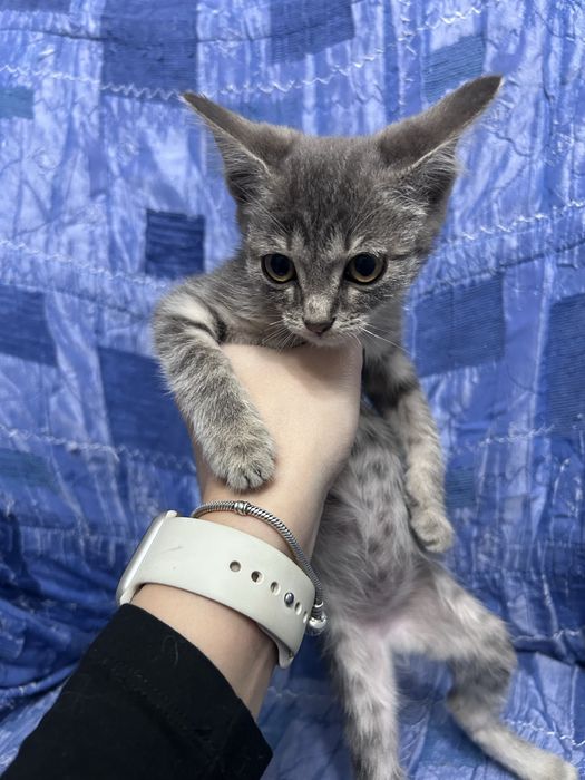 Отдам котят домашние бесплатно .