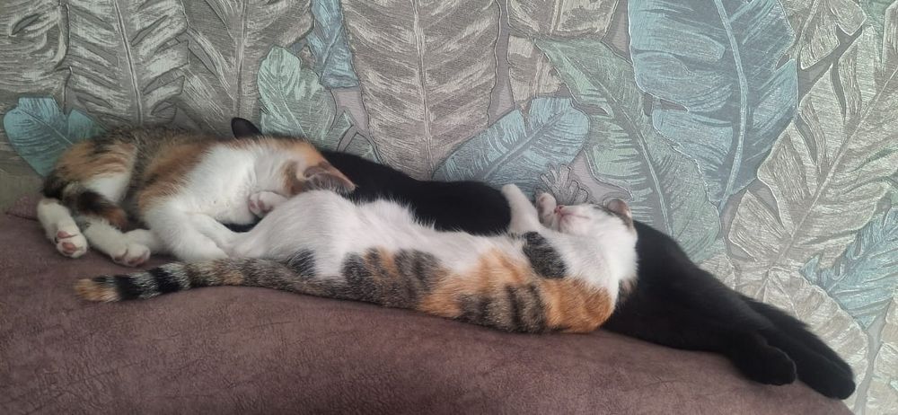 Отдам котят чистые