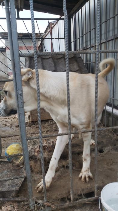 Алабай сучка (Кер каплан)