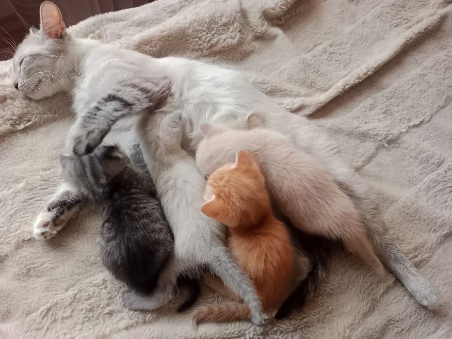 Отдам в добрые руки