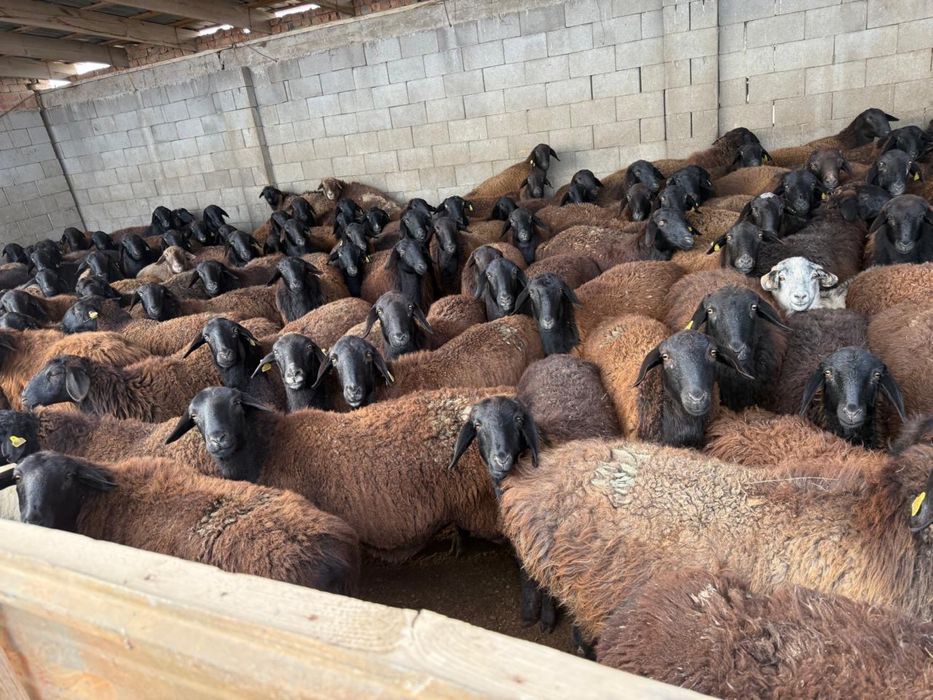 Еділбай племенной қозылар